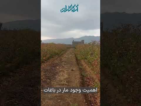 اهمیت وجود مارها در باغات  زراعت مار 