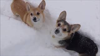 Corgis Playing in the Snow