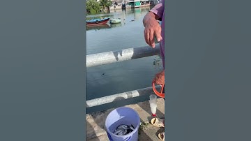 Câu cá đối tại Phan Thiết