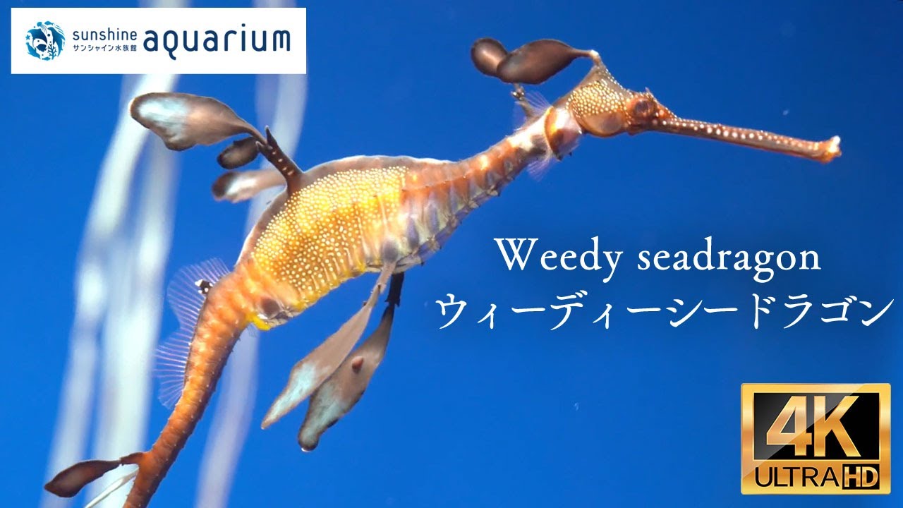 4k ウィーディーシードラゴン Weedy Seadragon Sunshine Aquarium Tokyo Japan Youtube