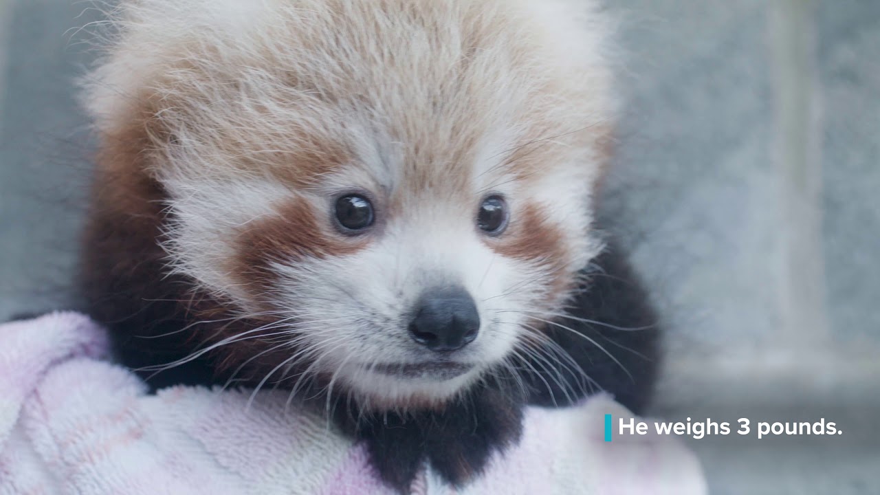 Red Panda Cub Weighs 3 Pounds