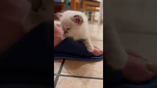 Paix et confiance! Mon chaton dort sur mon pied, la marche le laisse de marbre #birman #chat #humour