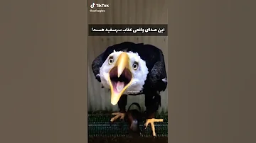 صدای واقعی عقاب سر سفید هر زمان که شما صدای عقاب سر سفید زیبا را در فیلم ها می شنوید ادامه در کامنت 