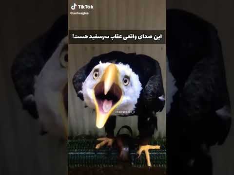 صدای واقعی عقاب سر سفید هر زمان که شما صدای عقاب سر سفید زیبا را در فیلم ها می شنوید ادامه در کامنت