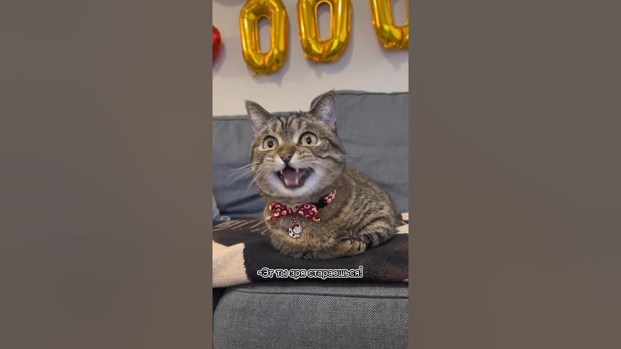 Кот вегетарианец, угар до слёз😹 Говорящий кот веган, озвучка от ...