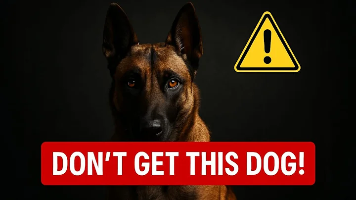 Why You Shouldn't Own a Belgian Malinois