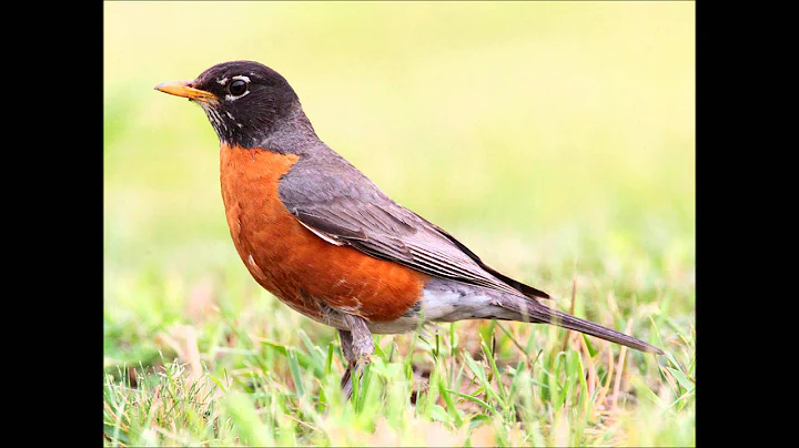 When the Robins Come Home - Brian Finn