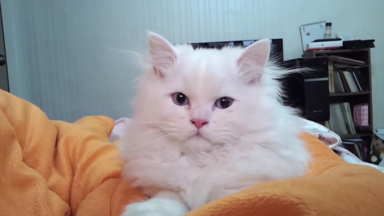 persian cat purr 그르렁 대는 페르시안 고양이 YouTube