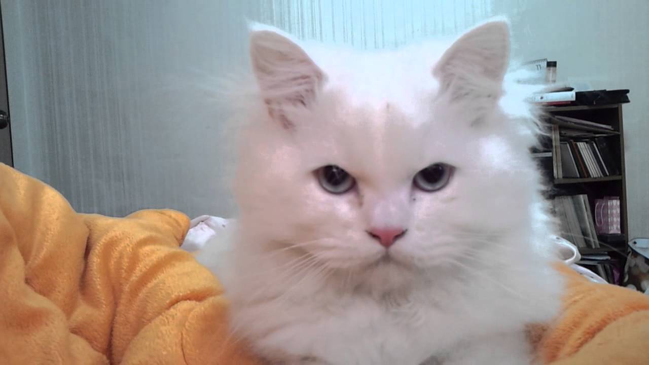 persian cat purr 그르렁 대는 페르시안 고양이 YouTube
