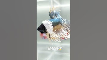 🐠 Fig**er  fish origin theriyuma!? Betta fish 🐠- Shathan priyan #shorts