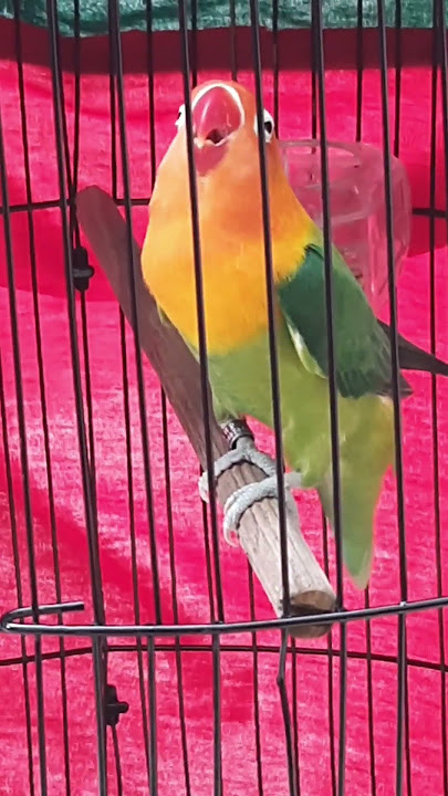 Pancingan lovebird Betina figther Ngetik Lanjut Ngekek ...