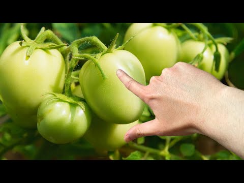 Теперь МОЖНО! Ешьте их ЗЕЛЁНЫМИ! Полезные зеленые томаты!