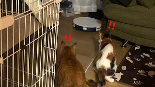 自動掃除機が気になるけど怖い猫たち