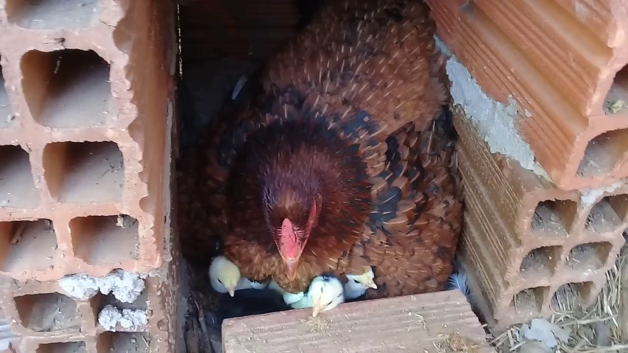 Como Saber Se O Pintinho é Galo Ou Galinha