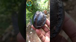 Shaligram -sri vijaya rama shaligram shila ?? shorts short shortsfeed