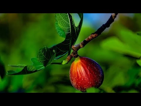 Video: Kako uzgajati smokvu kod kuće?