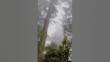 Entropy và sự sống #anphia