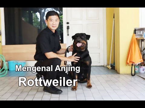 Mengenal Anjing Rottweiler Bersama Suheri Hiustra Pencetak Rottweiler Nomer 1 Indonesia