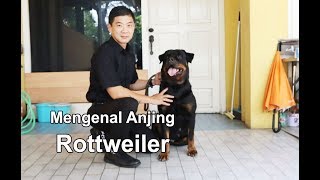 Mengenal Anjing Rottweiler Bersama Suheri Hiustra Pencetak Rottweiler Nomer 1 Indonesia