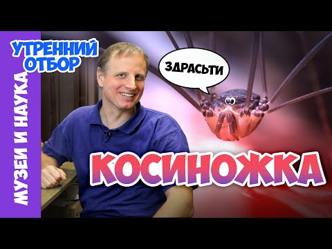 Видео: Сенокосцы: пауки или нет? Тимофей Левченко
