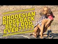 The Rhodesian Ridgeback | Are they good dogs? の動画、YouTube動画。