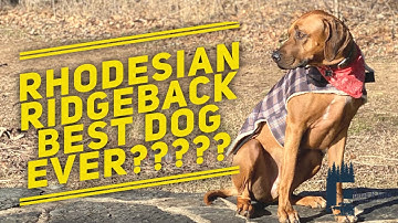 The Rhodesian Ridgeback | Are they good dogs?