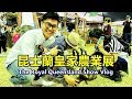 澳洲人竟為這放假一天？布里斯本Ekka怎麼玩？