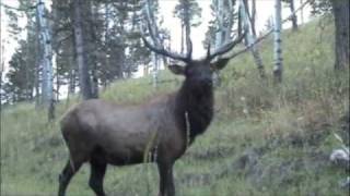 2 Yard Bull Elk