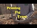 Pruning Fig Trees