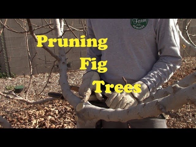 Pruning Trees - YouTube