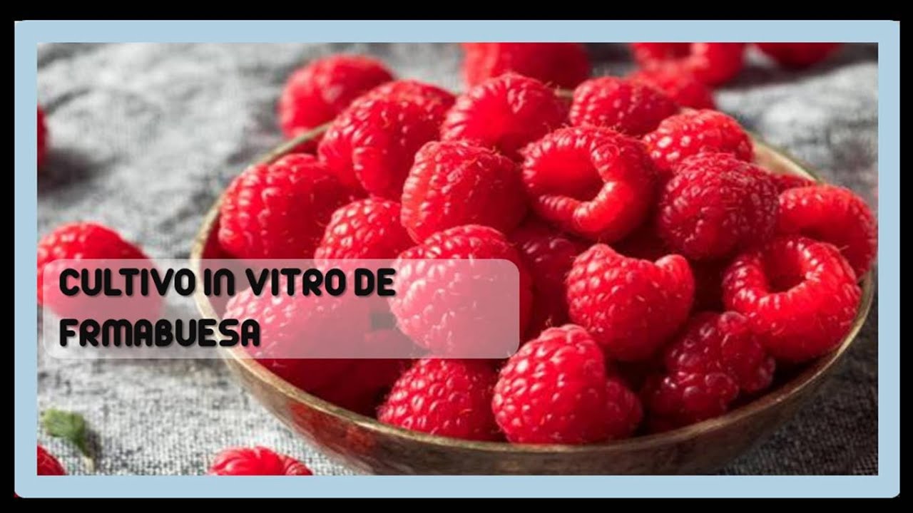 CULTIVO IN VITRO DE FRAMBUESA