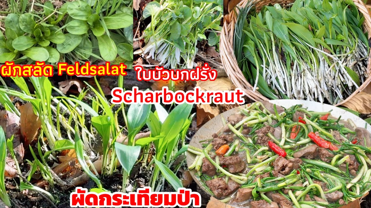 เก็บกระเทียมป่า-ใบบัวบกฝรั่ง-ผักสลัด-พร้อมเมนูผักกระเทียมใส่ตับไก่แซ่บๆ