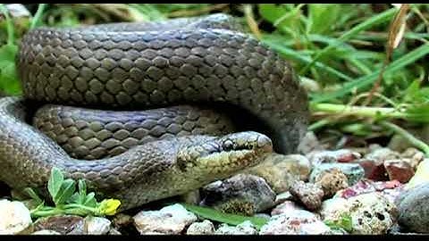 Biodiversity in mines & quarries