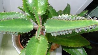 видео Тысячелистник лекарственный  Домашний Доктор (Achillea millefolium)