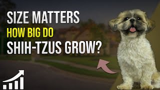 Size Matters How Big Do Shih Tzus Grow 🐾 by PawsPalace 4 views 2 weeks ago 2 minutes, 11 seconds