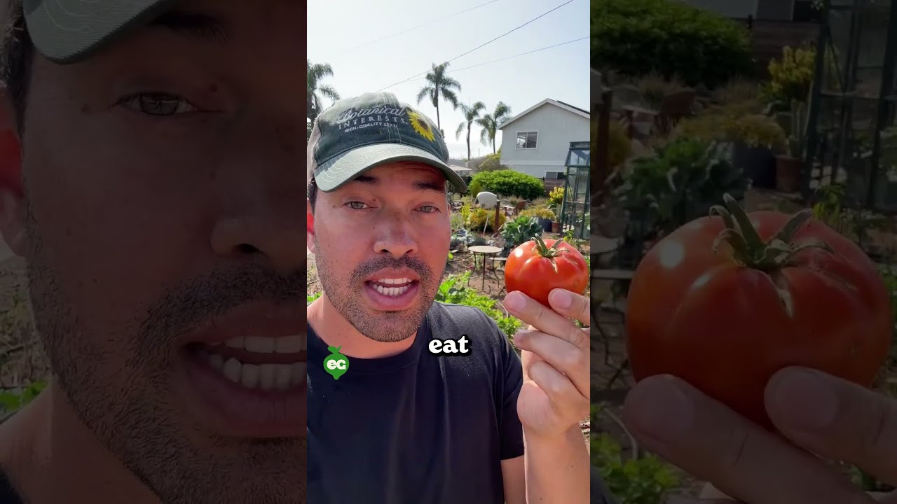 Don T Vine Ripen Your Tomatoes 