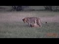 Adolescent male lions playing around