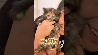 Meet the Dessert Kittens 🧁😻