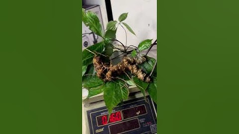 1 củ sâm rừng 1lạng 6 có 2 thân có quả mời các bác siêu tầm gọi 0377965679 e Nguyệt nhé