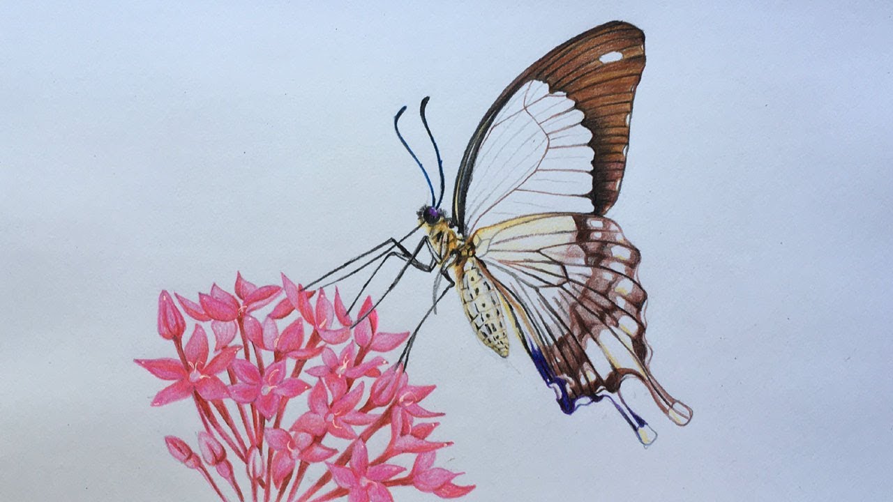 Featured image of post Pencil Drawings Of Flowers And Butterflies With Colours : Draw and compare butterflies draw two butterflies and then answer simple questions comparing them, for example, which butterfly would fly better?
