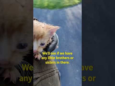 Kittens thrown in garbage rescued by trashman | Humankind #shorts #goodnews