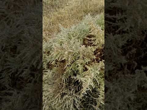 Video: Yovşan Paniculata
