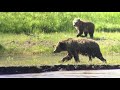 Grizzly Bear and Yearling Cubs in Lamar Valley - Spring 2018