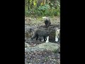 Japanese Monkey Pool Play!
