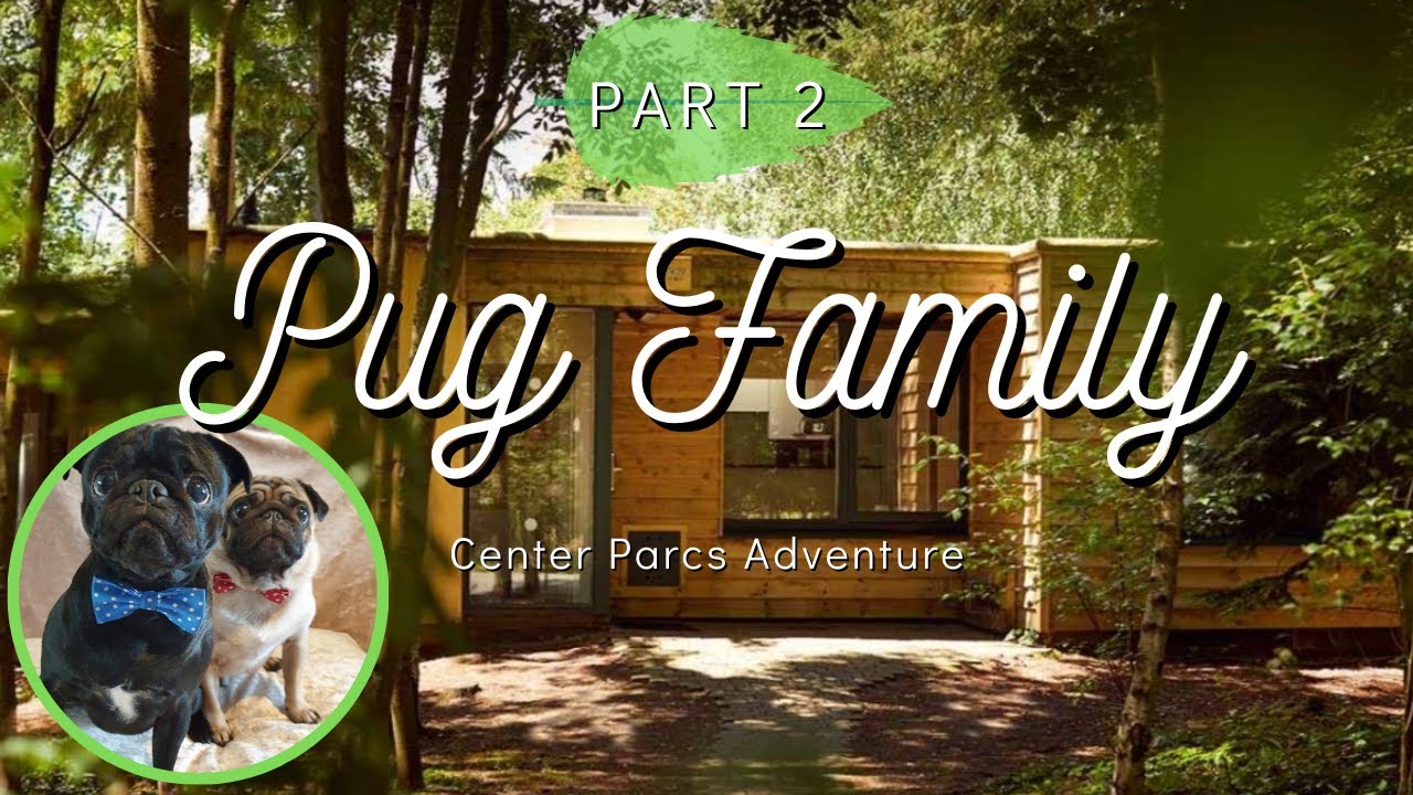 Pugs on Holiday at Center Parcs Elveden Forrest, UK - Part 2