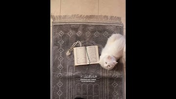 نبئ عبادي اني انا الغفور الرحيم #قران_كريم #هزاع_البلوشي #سورة_الحجر #fypシ #viral #foryou #reels