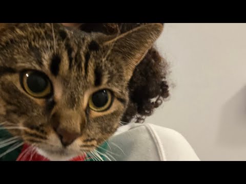 Meet My Kitty 🥰