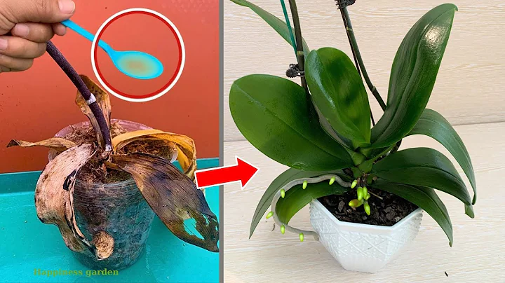 Miraculous for making rotten orchids revive immediately - DayDayNews