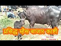 प्रसिद्ध म्हैस बाजार||फक्त 40 हजारात दूध देणारी म्हैस उपलब्ध||SafarBazarachi