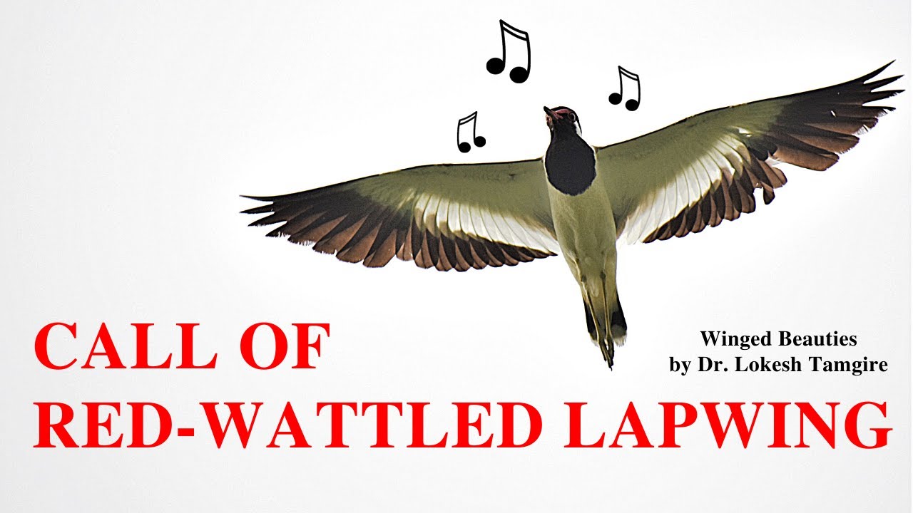 red wattled lapwing call | Vanellus indicus call | Titeeri ki aawaj ...